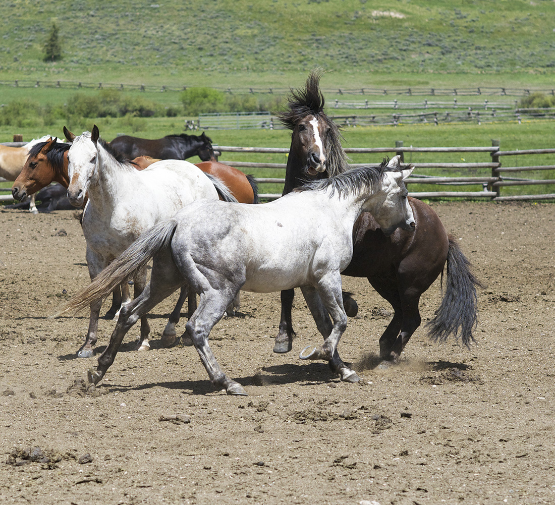 horses playing at Devil's Thumb Ranch | Tabernash, CO